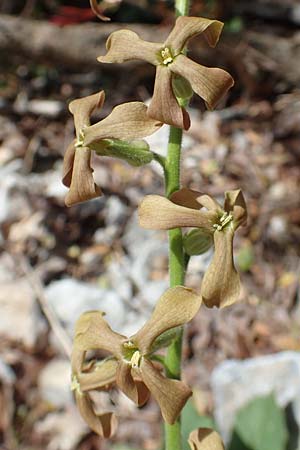 Hesperis laciniata \ Schlitzbl&auml;ttrige Nachtviole / Cut-Leaved Dame's Violet, Samos Kallithea 18.4.2017