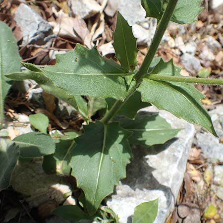 Hesperis laciniata \ Schlitzbl&auml;ttrige Nachtviole / Cut-Leaved Dame's Violet, Samos Kallithea 18.4.2017