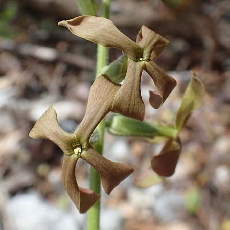 Hesperis laciniata \ Schlitzbl&auml;ttrige Nachtviole / Cut-Leaved Dame's Violet, Samos Kallithea 18.4.2017