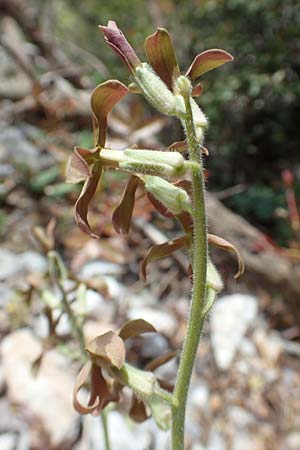 Hesperis laciniata \ Schlitzbl&auml;ttrige Nachtviole / Cut-Leaved Dame's Violet, Samos Kallithea 18.4.2017