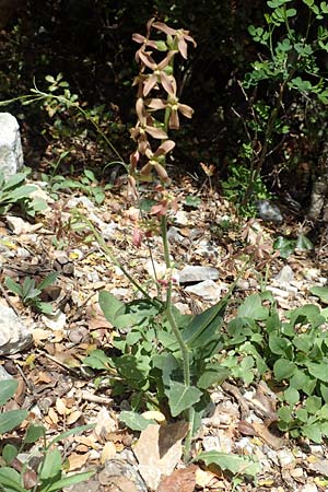 Hesperis laciniata \ Schlitzbl&auml;ttrige Nachtviole / Cut-Leaved Dame's Violet, Samos Kallithea 18.4.2017