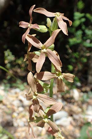 Hesperis laciniata \ Schlitzbl&auml;ttrige Nachtviole / Cut-Leaved Dame's Violet, Samos Kallithea 18.4.2017