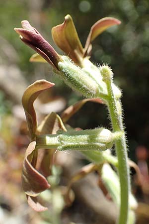 Hesperis laciniata \ Schlitzbl&auml;ttrige Nachtviole / Cut-Leaved Dame's Violet, Samos Kallithea 18.4.2017