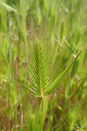 Hordeum marinum \ Strand-Gerste / Sea Barley, Samos Mykali 19.4.2017