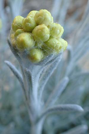 Helichrysum orientale \ Orient-Strohblume, Samos Potami 15.4.2017