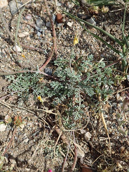 Hypecoum torulosum \ Strand-Lappenblume, Samos Ireon 13.4.2017