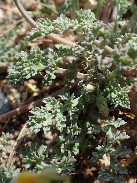 Hypecoum torulosum \ Strand-Lappenblume, Samos Ireon 13.4.2017