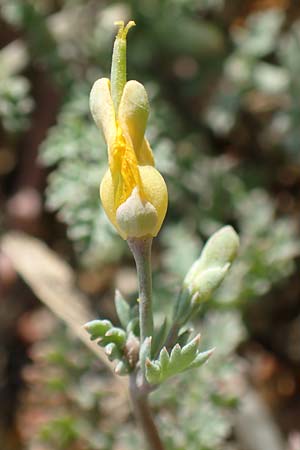 Hypecoum torulosum \ Strand-Lappenblume, Samos Ireon 13.4.2017