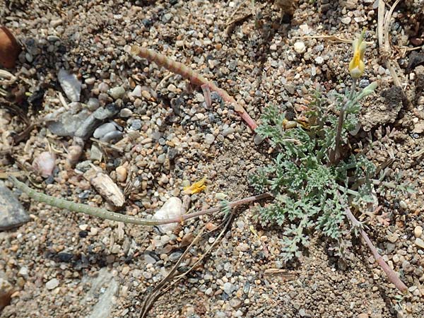 Hypecoum torulosum \ Strand-Lappenblume, Samos Ireon 13.4.2017