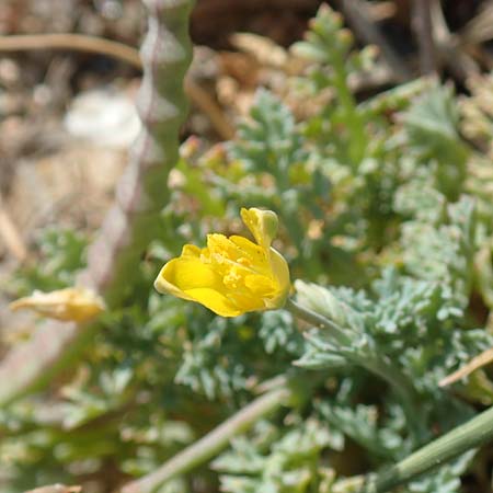 Hypecoum torulosum \ Strand-Lappenblume, Samos Ireon 13.4.2017