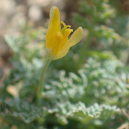Hypecoum torulosum \ Strand-Lappenblume, Samos Ireon 13.4.2017