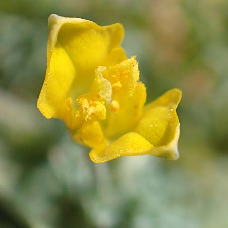 Hypecoum torulosum \ Strand-Lappenblume, Samos Ireon 13.4.2017