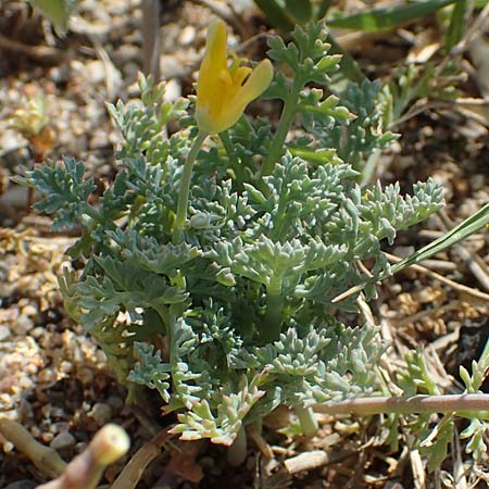 Hypecoum torulosum \ Strand-Lappenblume, Samos Ireon 13.4.2017