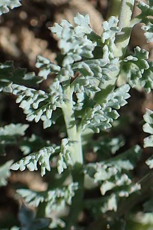 Hypecoum torulosum \ Strand-Lappenblume, Samos Ireon 13.4.2017