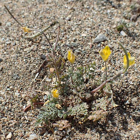 Hypecoum torulosum \ Strand-Lappenblume, Samos Ireon 13.4.2017
