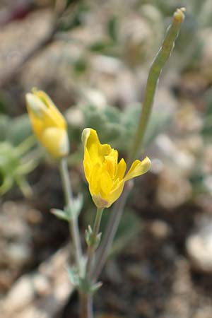 Hypecoum torulosum \ Strand-Lappenblume, Samos Ireon 13.4.2017