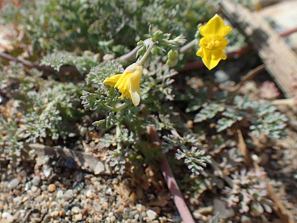 Hypecoum torulosum \ Strand-Lappenblume, Samos Ireon 13.4.2017