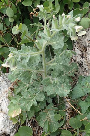 Hyoscyamus albus \ Wei&szlig;es Bilsenkraut / Round-Leaved Henbane, Samos Spatharei 17.4.2017