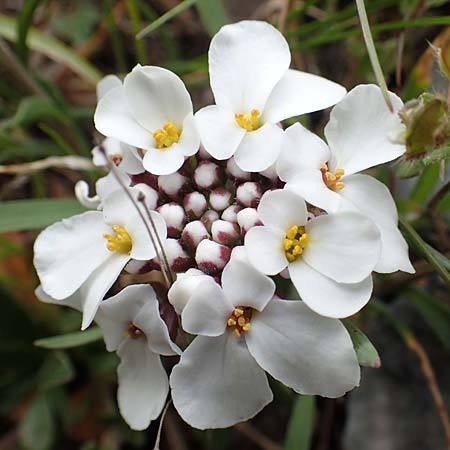 Iberis carnosa \ Fleischige Schleifenblume / Pruit's Candytuft, Samos Lazaros in Mt.  Ambelos 12.4.2017