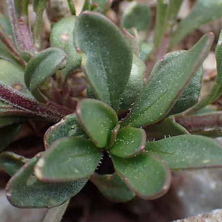 Iberis carnosa \ Fleischige Schleifenblume / Pruit's Candytuft, Samos Lazaros in Mt.  Ambelos 12.4.2017