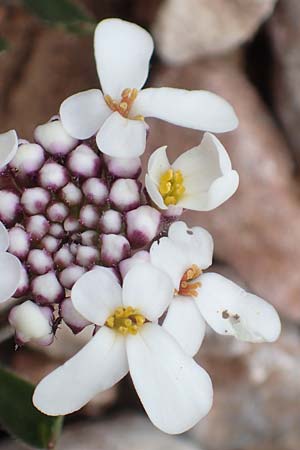 Iberis carnosa \ Fleischige Schleifenblume / Pruit's Candytuft, Samos Lazaros in Mt.  Ambelos 12.4.2017