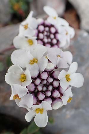 Iberis carnosa \ Fleischige Schleifenblume / Pruit's Candytuft, Samos Lazaros in Mt.  Ambelos 12.4.2017
