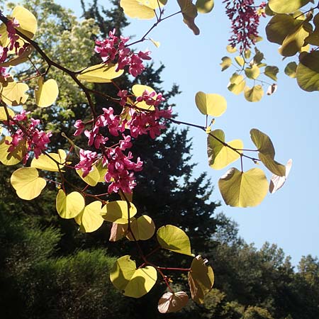 Cercis siliquastrum \ Judasbaum / Judas Tree, Samos Agios Konstantinos 14.4.2017
