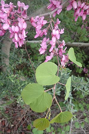 Cercis siliquastrum \ Judasbaum / Judas Tree, Samos Spatharei 17.4.2017