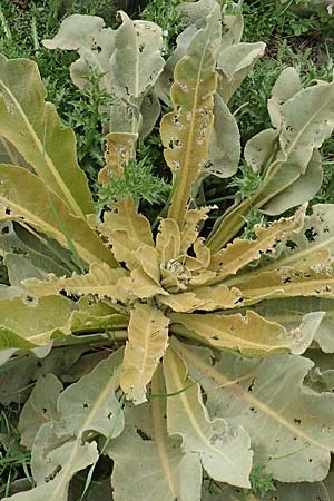 Verbascum glomeratum \ Kn&auml;uel-K�nigskerze / Convoluted Mullein, Samos Spatharei 17.4.2017