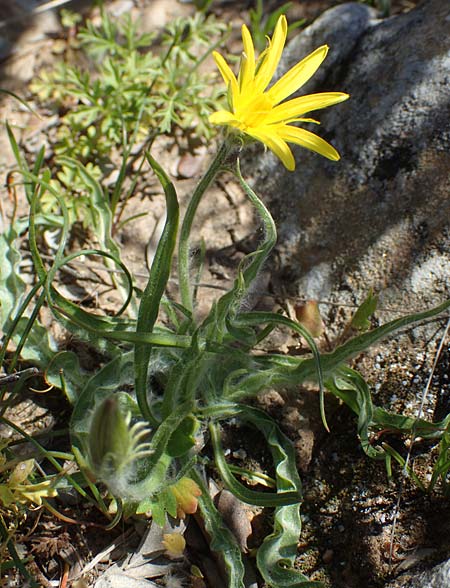 Scorzonera sublanata \ Schwach-Wollige Schwarzwurzel / Wooly Viper's Grass, Samos Zoodochos Pigi 11.4.2017
