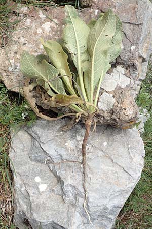 Verbascum glomeratum \ Kn&auml;uel-K�nigskerze / Convoluted Mullein, Samos Spatharei 17.4.2017