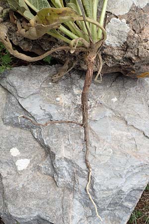 Verbascum glomeratum \ Kn&auml;uel-K�nigskerze / Convoluted Mullein, Samos Spatharei 17.4.2017