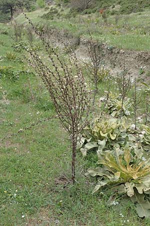 Verbascum glomeratum \ Kn&auml;uel-K�nigskerze / Convoluted Mullein, Samos Spatharei 17.4.2017