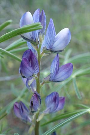 Lupinus angustifolius \ Schmalblttrige Lupine / Narrow-Leaved Lupin, Samos Myloi 13.4.2017
