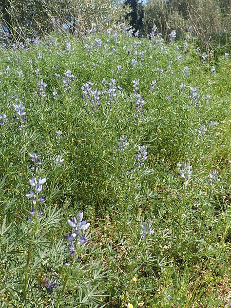 Lupinus angustifolius \ Schmalblttrige Lupine / Narrow-Leaved Lupin, Samos Agios Konstantinos 14.4.2017