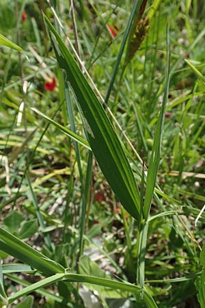 Lathyrus gorgoni \ Orangefarbige Platterbse / Orange Vetchling, Samos Mykali 19.4.2017