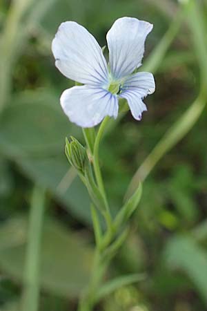 Linum bienne \ Zweijhriger Lein / Pale Flax, Samos Psili Ammos 11.4.2017