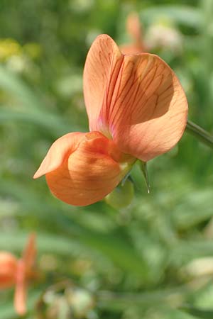 Lathyrus gorgoni \ Orangefarbige Platterbse / Orange Vetchling, Samos Ireon 13.4.2017