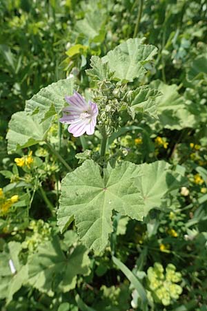 Malva multiflora \ Kretische Strauchpappel / Small Tree Mallow, Cretan Hollyhock, Samos Ireon 13.4.2017
