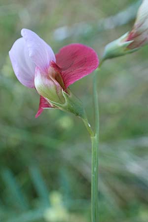 Lathyrus clymenum \ Purpur-Platterbse, Samos Kamara 16.4.2017