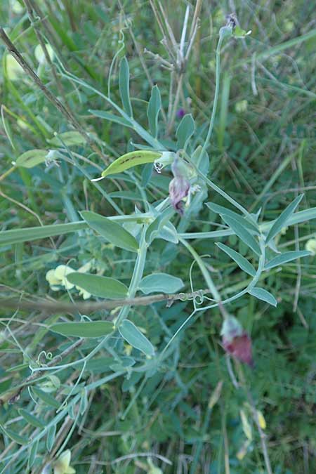 Lathyrus clymenum \ Purpur-Platterbse, Samos Kamara 16.4.2017