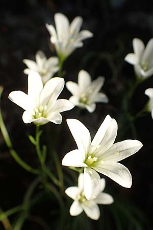 Gagea graeca \ Griechische Faltenlilie / Greek Gagea, Samos Potami 15.4.2017