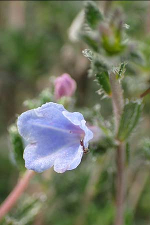 Lithodora hispidula \ Borstiger Steinsame / Shrubby Gromwell, Samos Kokkari 12.4.2017
