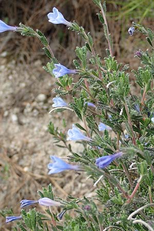 Lithodora hispidula \ Borstiger Steinsame / Shrubby Gromwell, Samos Kokkari 12.4.2017