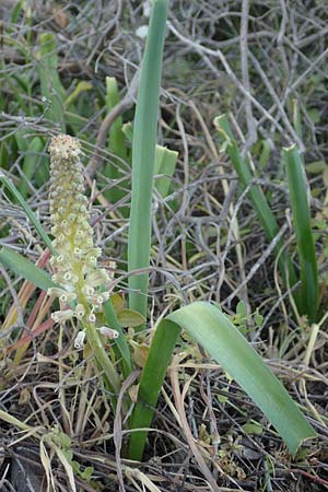 Muscari comosum \ Schopfige Traubenhyazinthe / Tassel Hyacinth, Samos Myloi 13.4.2017
