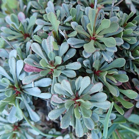 Limonium samium ? \ Samos-Strandflieder / Samos Sea Lavender, Samos Potami 15.4.2017