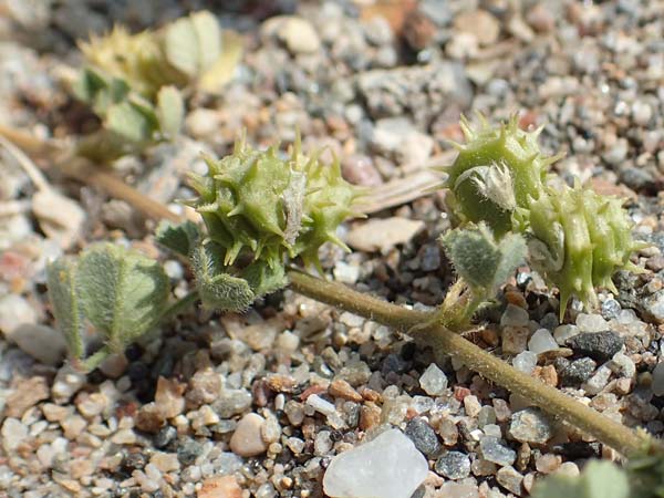 Medicago littoralis \ Meer-Schneckenklee / Strand Medick, Water Medick, Samos Ireon 13.4.2017