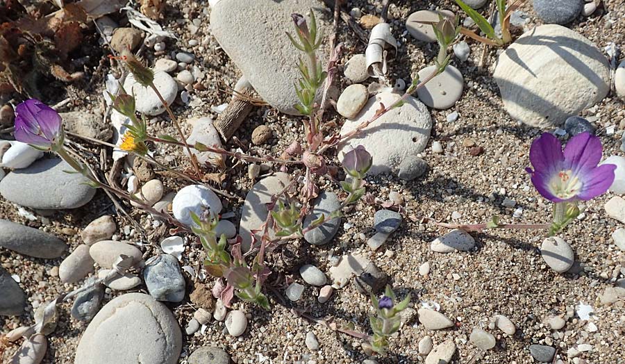 Legousia pentagonia \ Frauenspiegel / Pentagonia, Samos Psili Ammos 16.4.2017