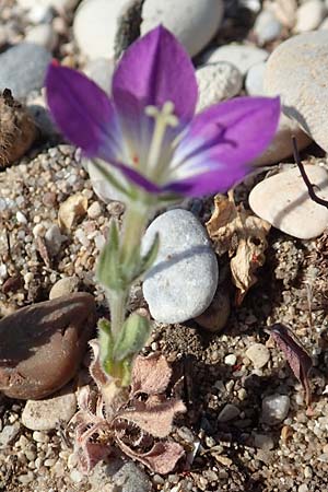 Legousia pentagonia \ Frauenspiegel / Pentagonia, Samos Psili Ammos 16.4.2017