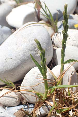 Lolium rigidum subsp. lepturoides \ Lepturus-&auml;hnliches Weidelgras / Eastern Rye-Grass, Samos Mykali 19.4.2017